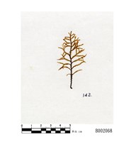 藏品(美姿羽蘚)的圖片